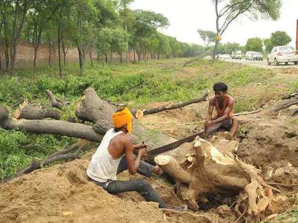 Priya Tree Cutting 