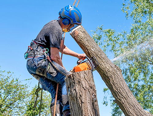 Priya Tree Cutting