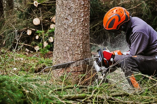 Priya Tree Cutting