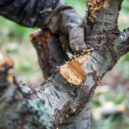 Priya Tree Cutting