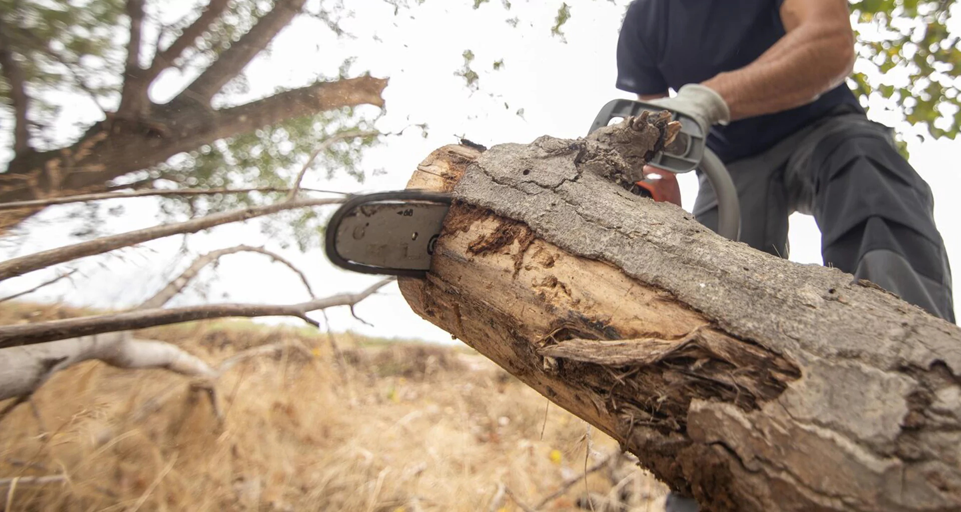 Priya Tree Cutting