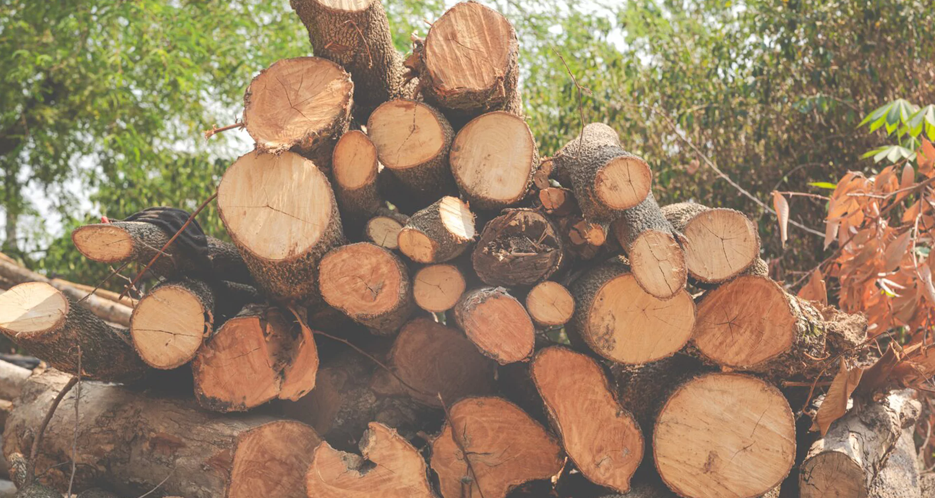 Priya Tree Cutting