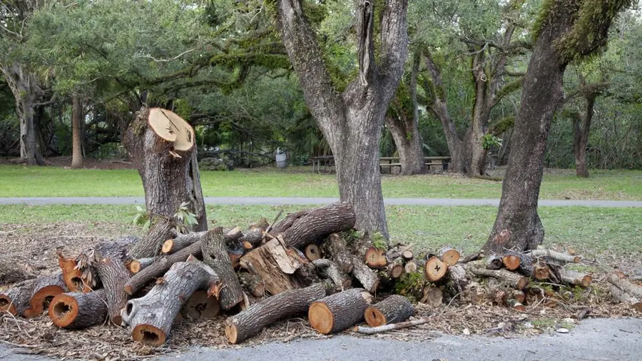 Emergency Tree Removal