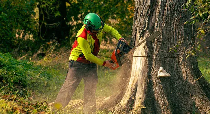 Residential Tree
Services