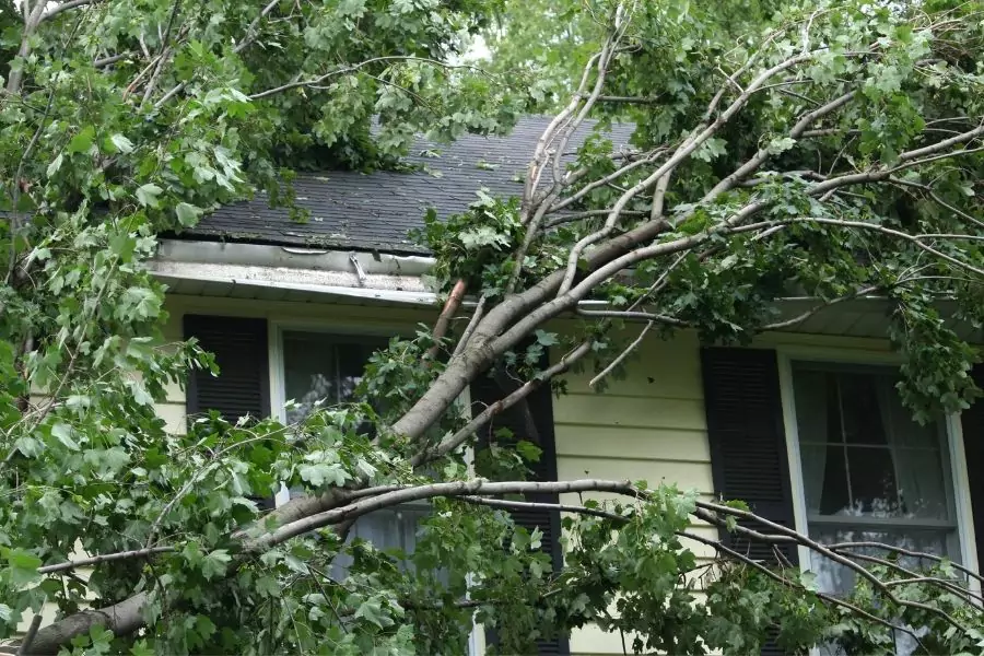 Emergency Tree Removal