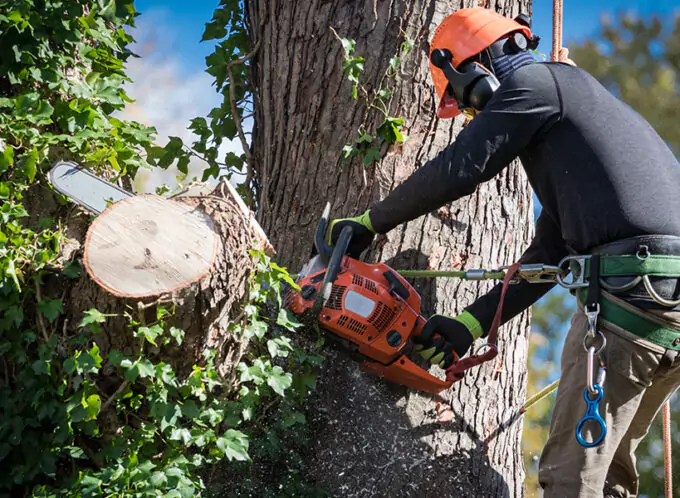 Stump Grinding